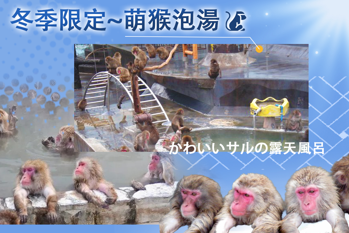 【日本】
長榮雪舞紛飛北海道.企鵝漫步.萌猴泡湯.親親草尼馬.熊出沒.鑽石夜景.戲雪.溫泉五日