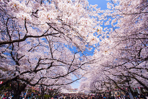 【日本】 東京浪漫櫻~橫濱三溪園‧小田原城‧蘆之湖風雅賞春櫻五日【全新五感體驗日本茶文化箱根觀光船~大茶會船】
