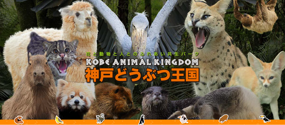 【日本】 關西親子趴趴GO~átoa水族館．神戶動物園．京都伏見稻荷．清水寺．章魚燒DIY．環球影城五日