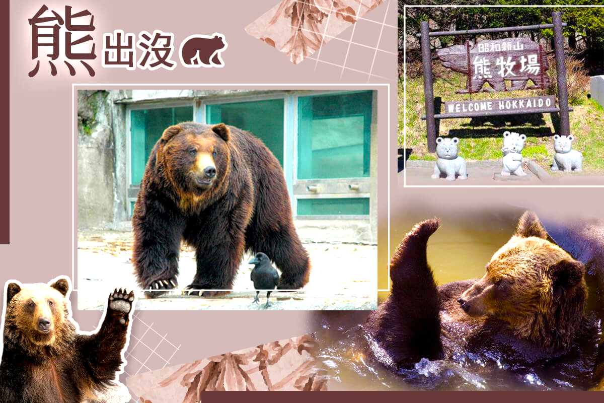 【日本】長榮有省錢北海道~國王企鵝.萌熊牧場.鑽石夜景.小樽漫遊三溫泉五日